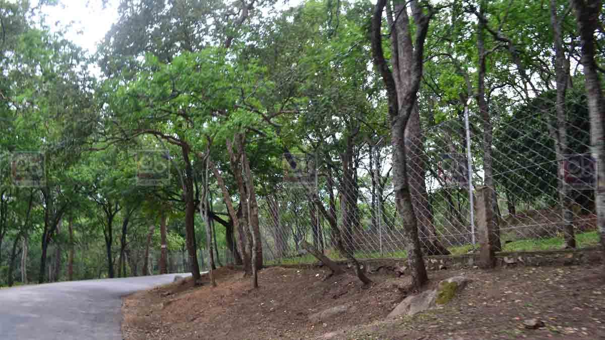 marayoor sandalwood