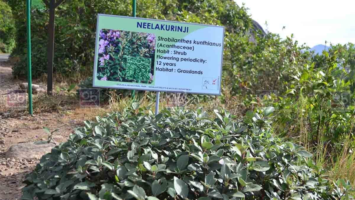 munnar visiting places