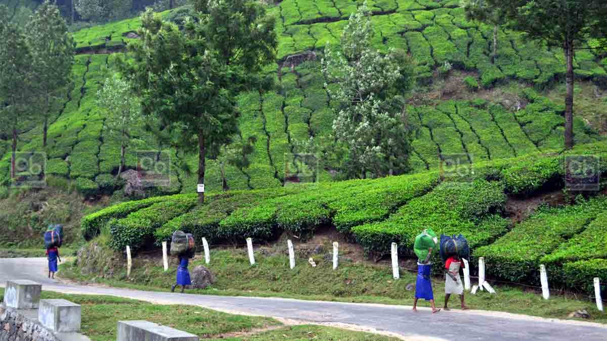 munnar visiting places
